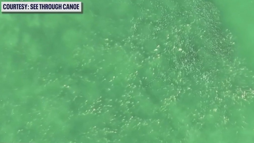 Local marine scientist believes mystery sound in South Tampa could be black drum fish